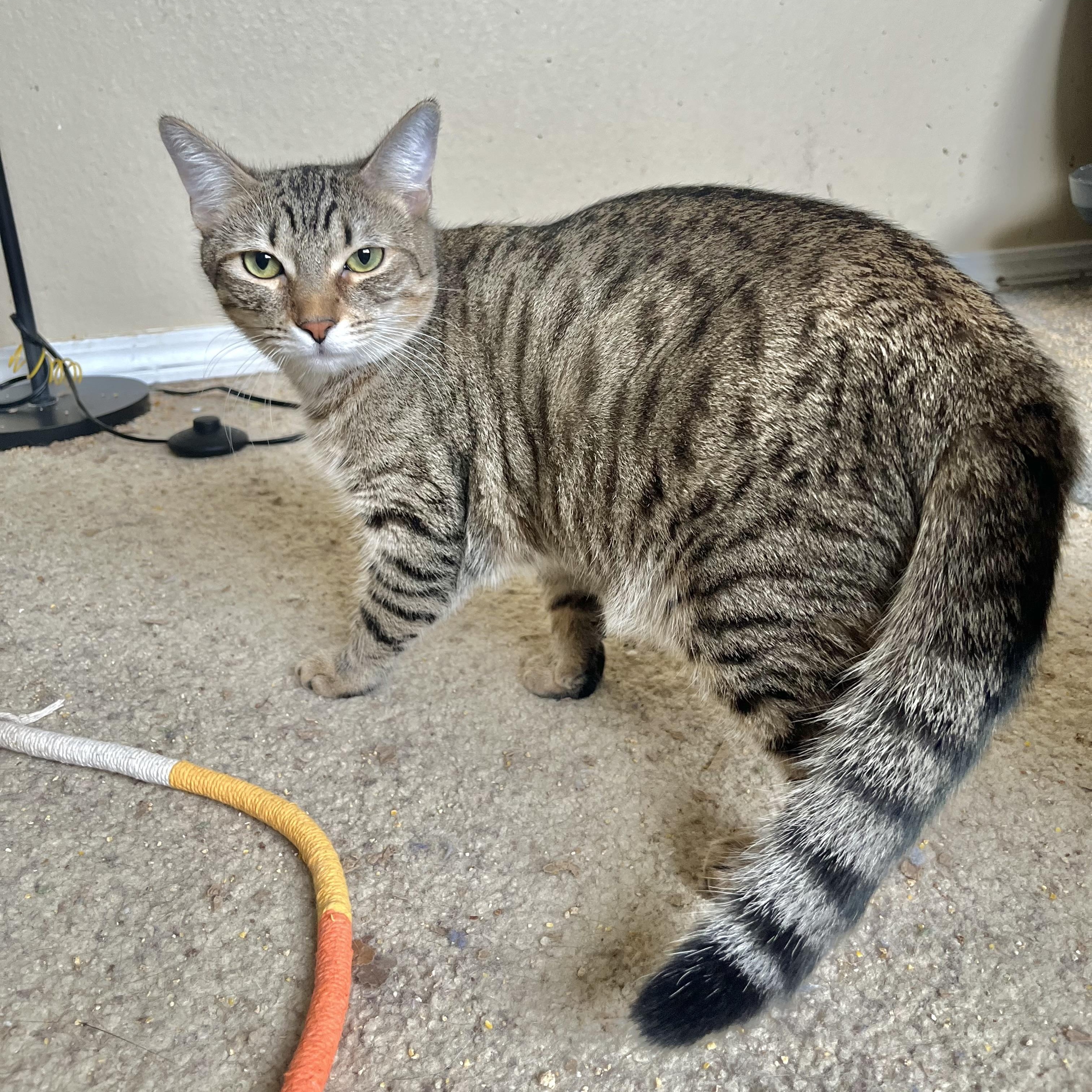 Enlarge Sonya, a Adoptable Domestic Short Hair in Santa Ana, CA image 4/6