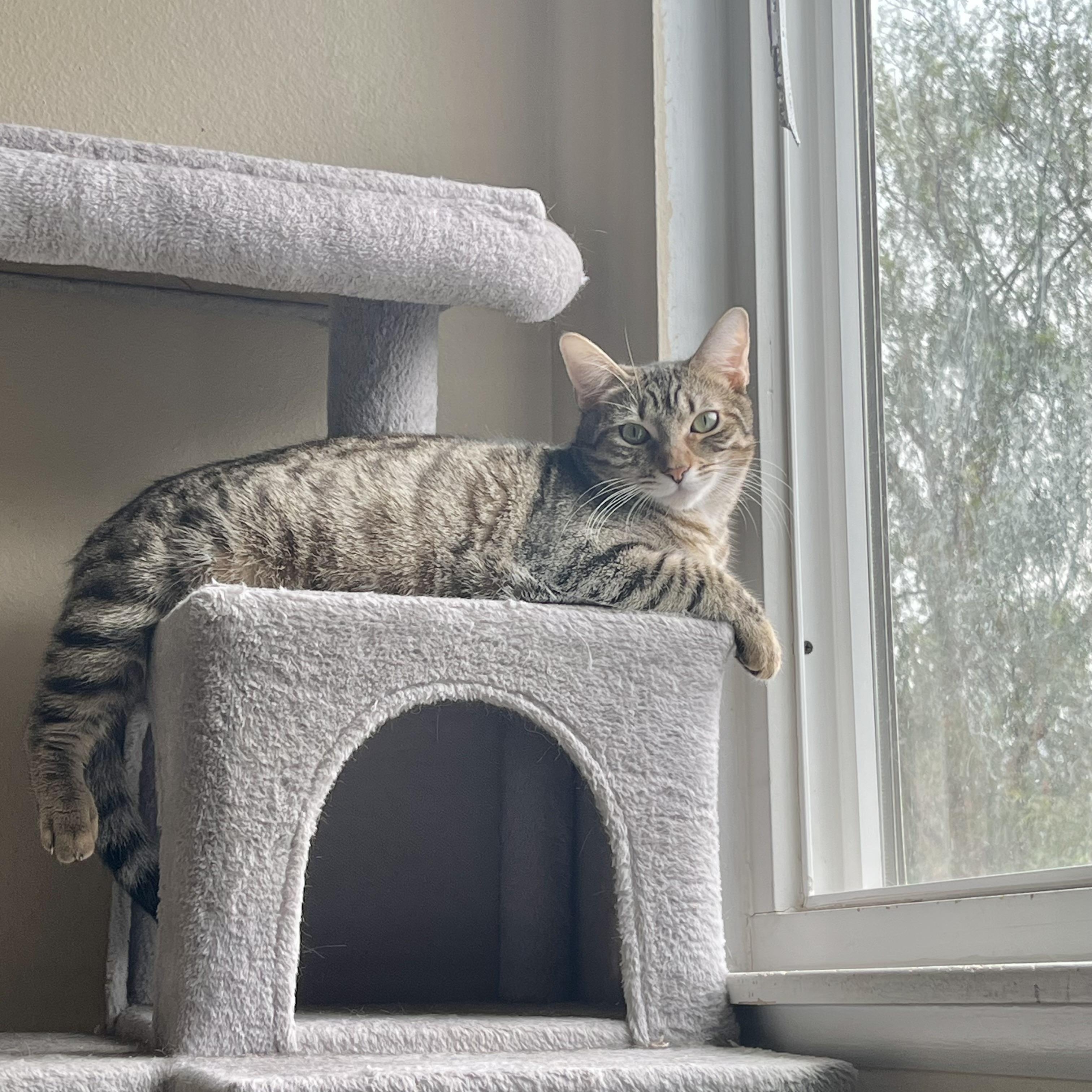 Enlarge Sonya, a Adoptable Domestic Short Hair in Santa Ana, CA image 3/6