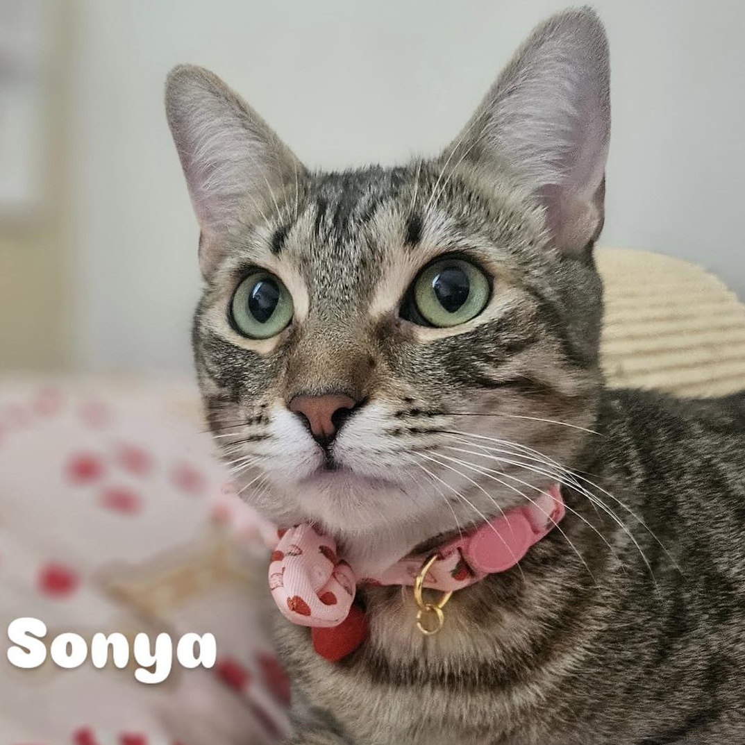 Sonya, Adoptable, Young Female Domestic Short Hair.