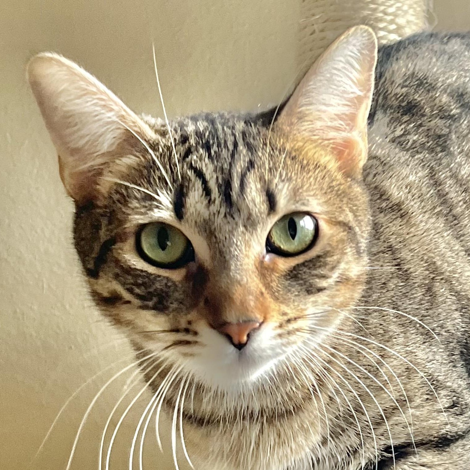 Enlarge Sonya, a Adoptable Domestic Short Hair in Santa Ana, CA image 1/6