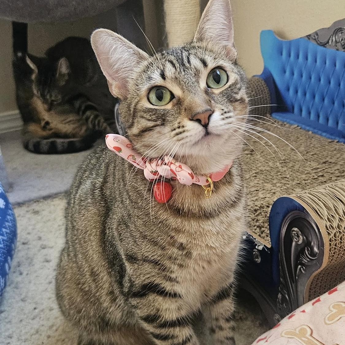 Enlarge Sonya, a Adoptable Domestic Short Hair in Santa Ana, CA image 6/6