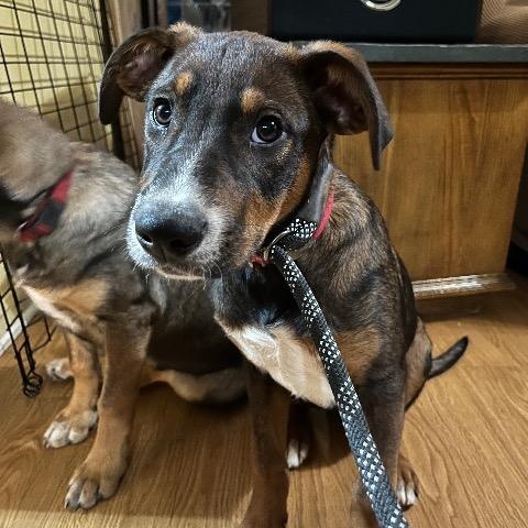 Ross, a Adoptable mixed breed in Chelmsford, MA image 2/4