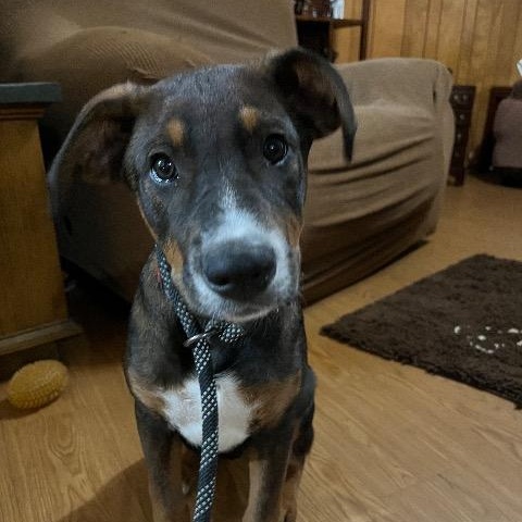 Ross, Adoptable, Puppy Male Labrador Retriever.