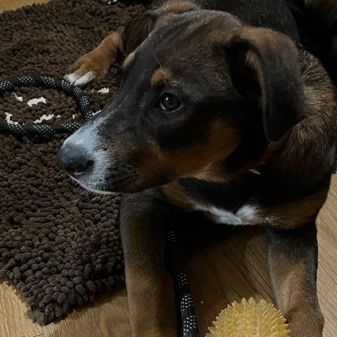 Ross, a Adoptable mixed breed in Chelmsford, MA image 3/4