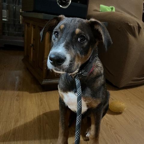 Ross, a Adoptable mixed breed in Chelmsford, MA image 4/4