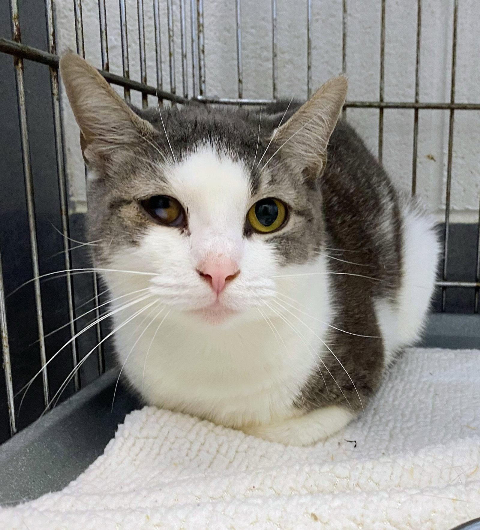 Enlarge Jackie, a Adopted Domestic Short Hair in Reston, VA image 1/2