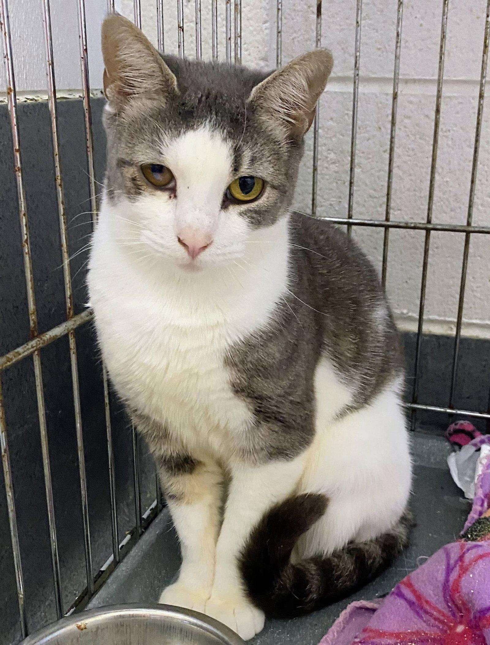 Enlarge Jackie, a Adopted Domestic Short Hair in Reston, VA image 2/2