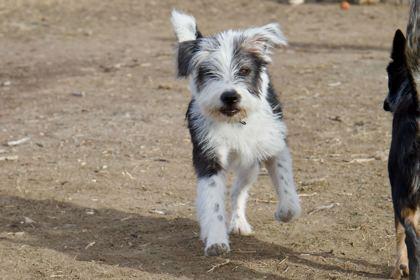 Sol, Adoptable, Young Male Border Collie & Mixed Breed.
