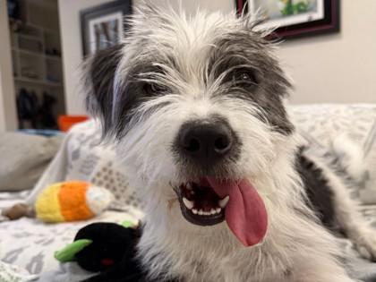 Sol, a Adoptable mixed breed in Boulder, CO image 2/3