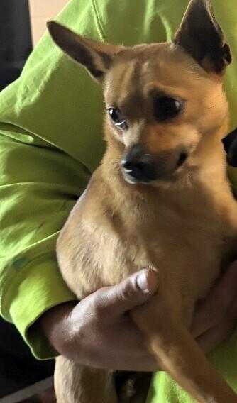Serena, Adoptable, Young Female Chihuahua & Mixed Breed.
