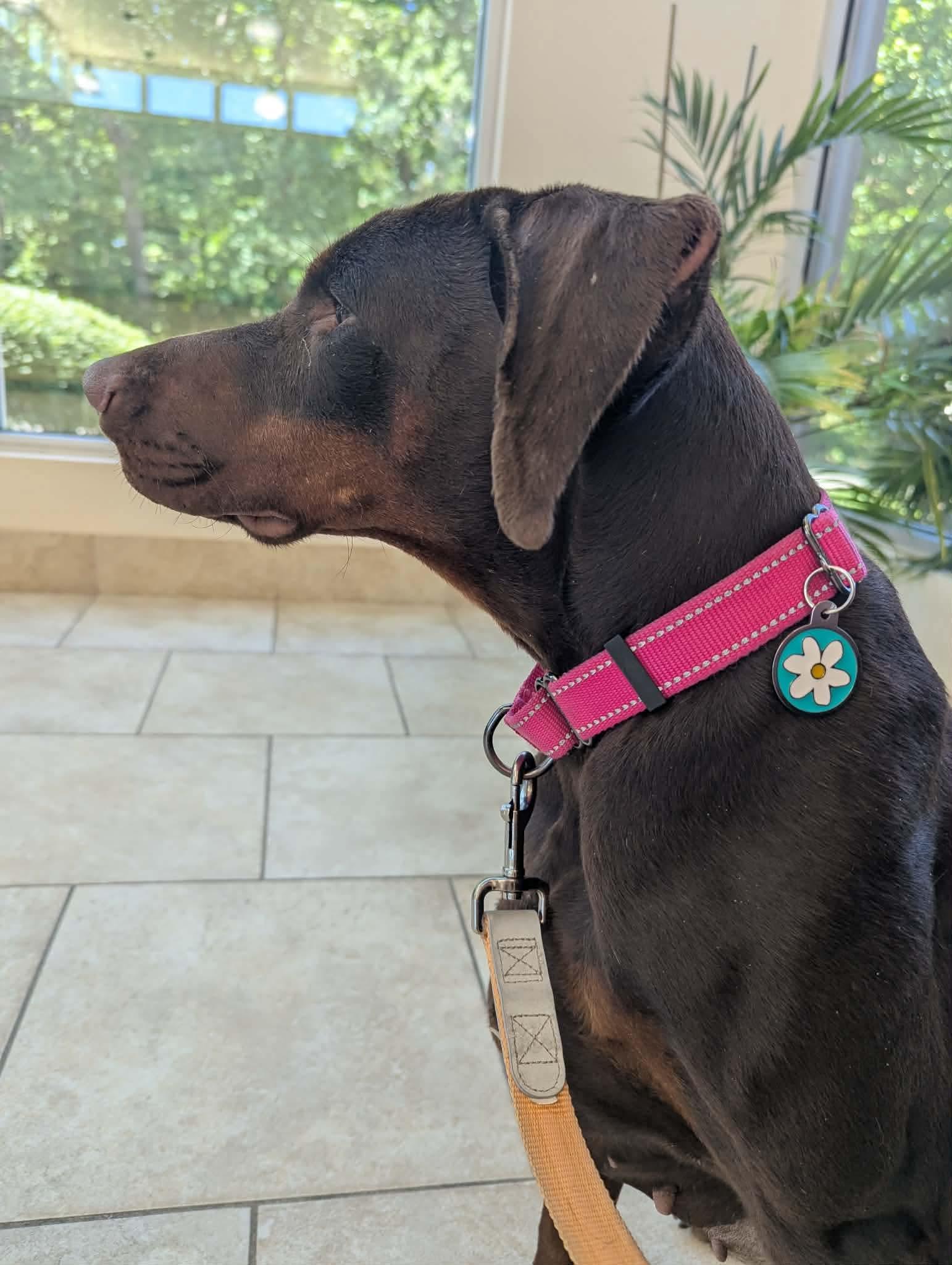 April, Adoptable, Adult Female Doberman Pinscher.