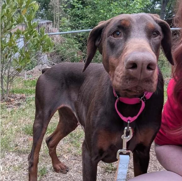 April, a Adoptable Doberman Pinscher in Matthews, NC image 2/6