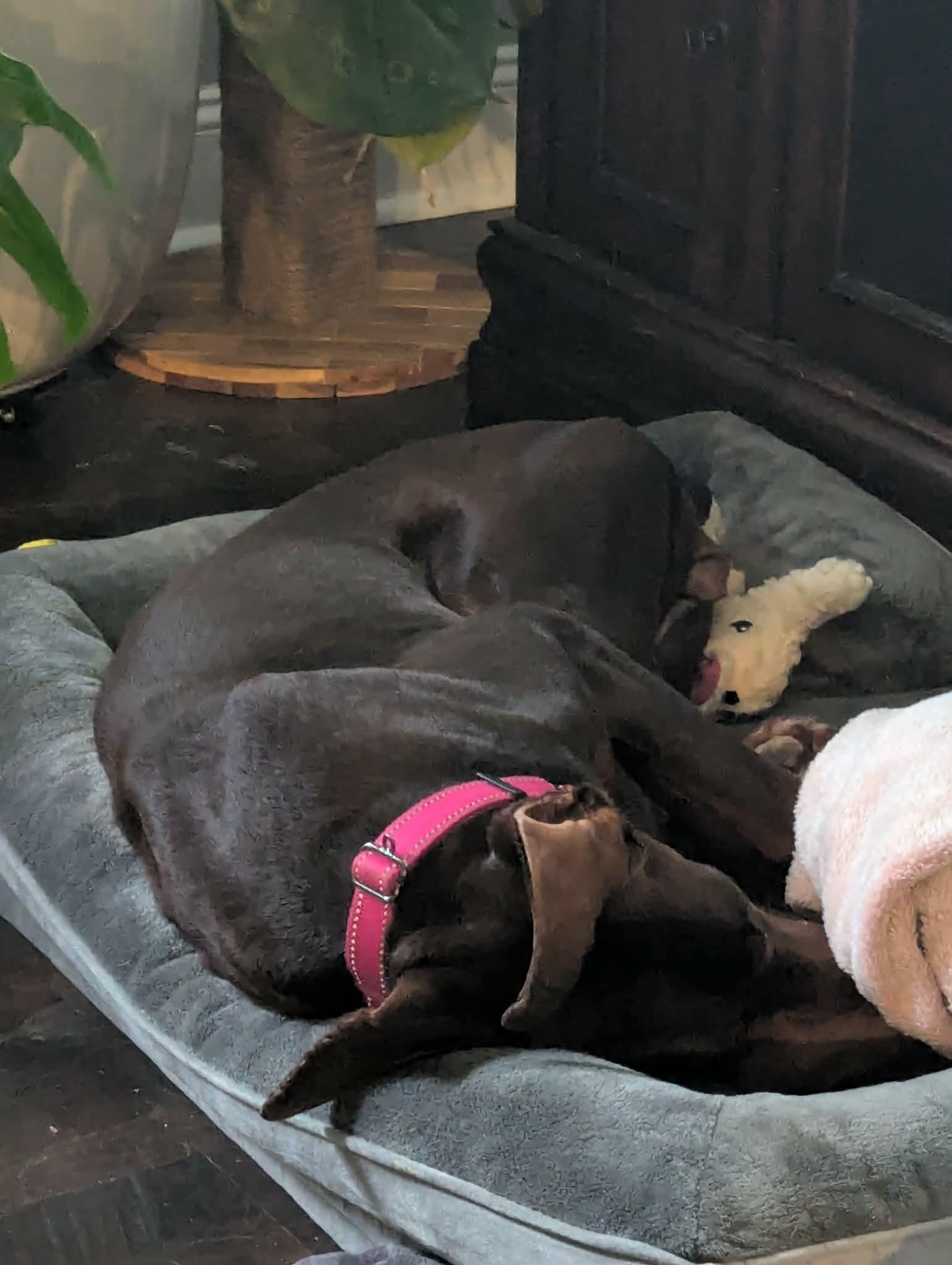 April, a Adoptable Doberman Pinscher in Matthews, NC image 3/6