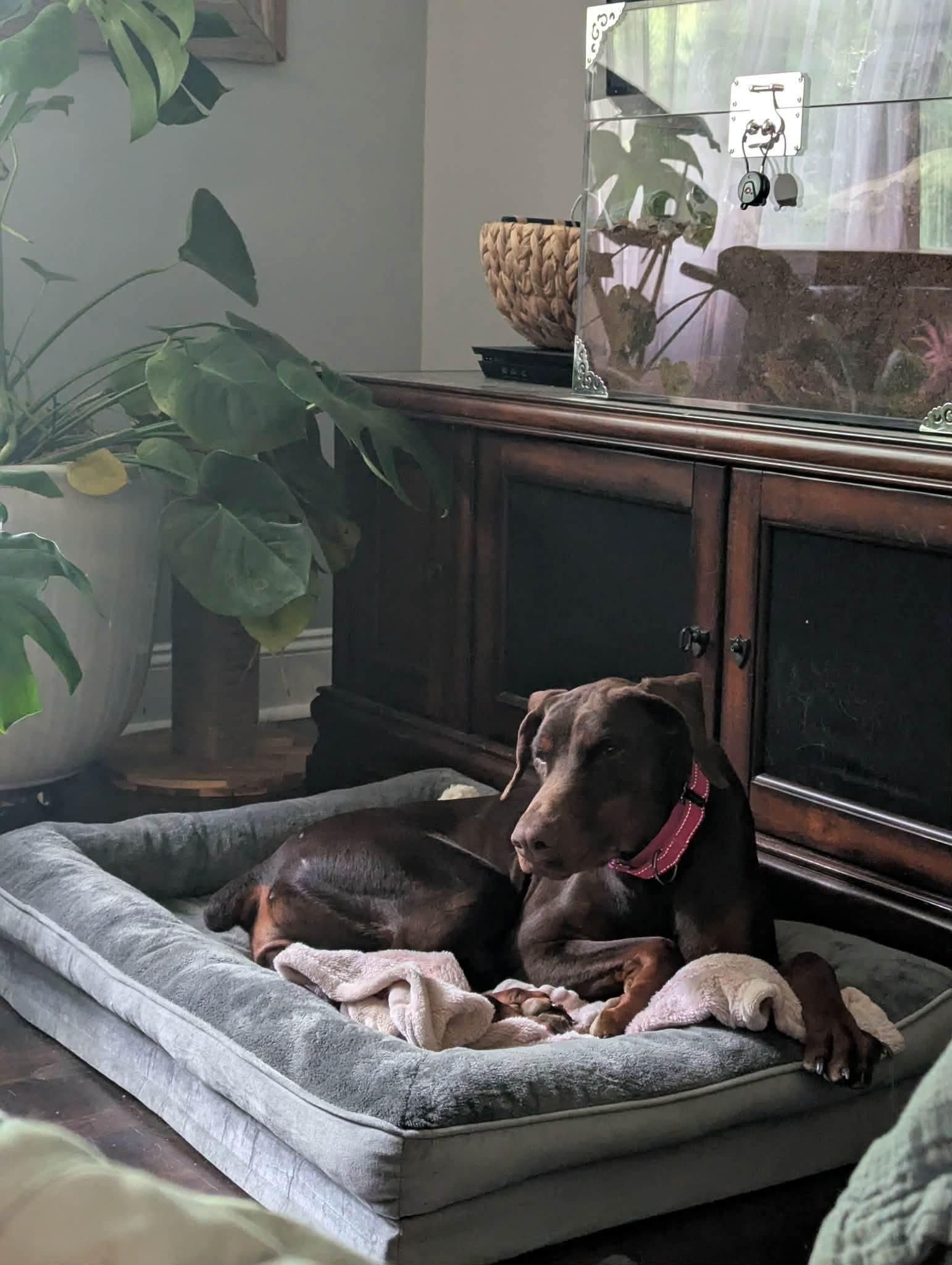 April, a Adoptable Doberman Pinscher in Matthews, NC image 4/6