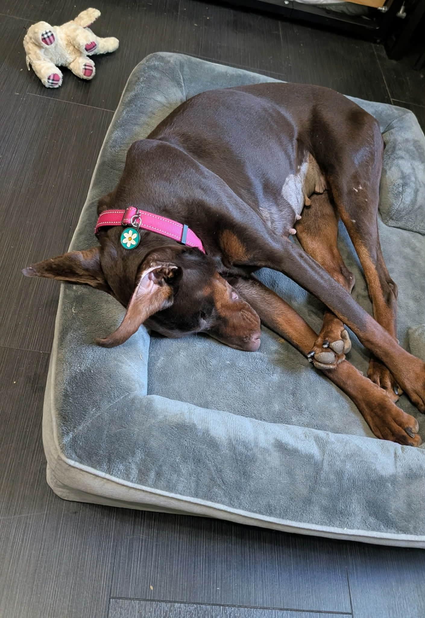 April, a Adoptable Doberman Pinscher in Matthews, NC image 5/6