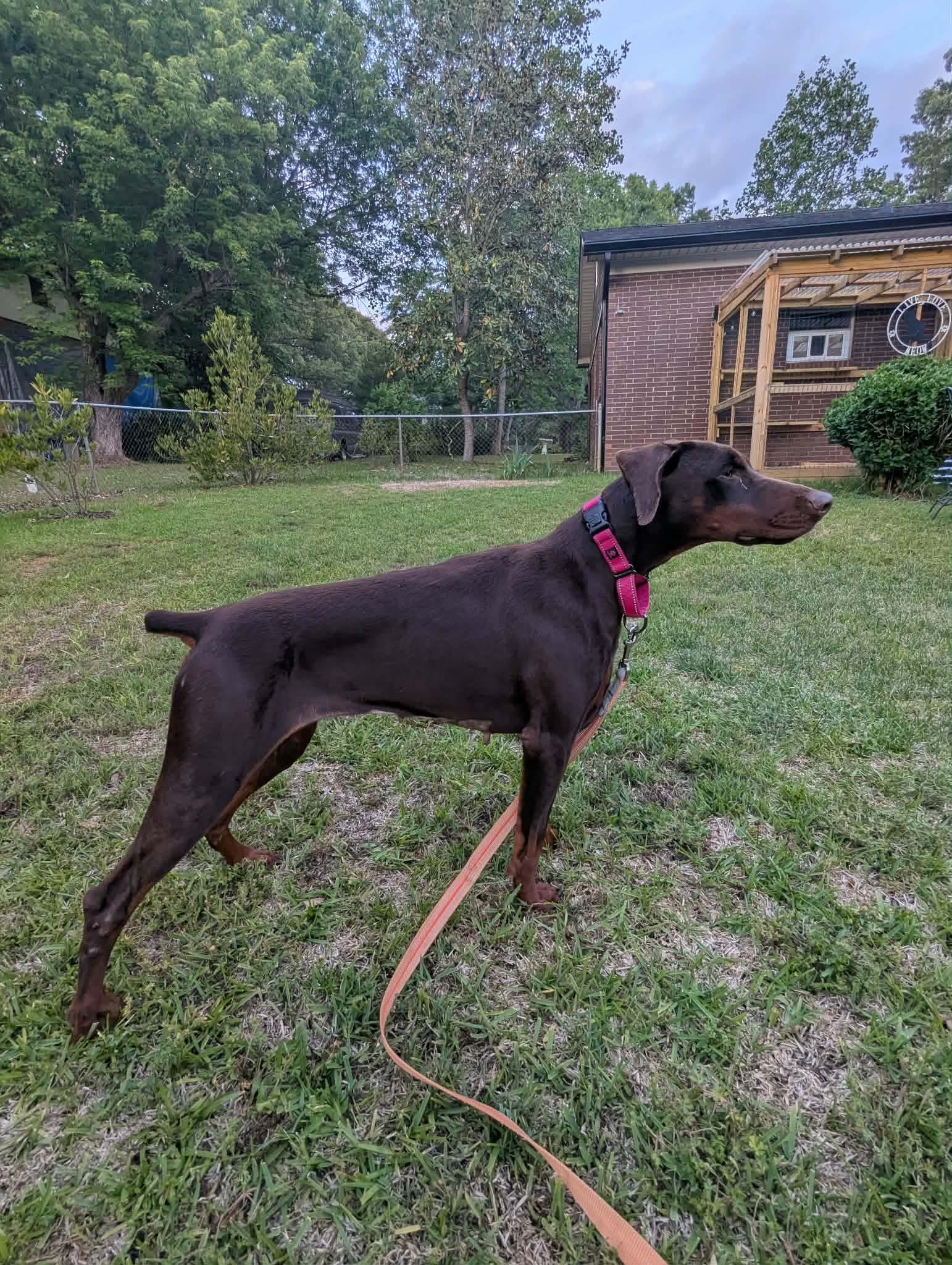 April, a Adoptable Doberman Pinscher in Matthews, NC image 6/6