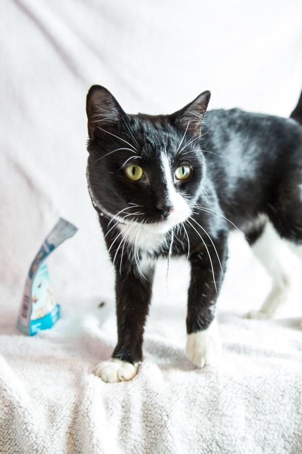 Woody, Adoptable, Young Male Domestic Short Hair.