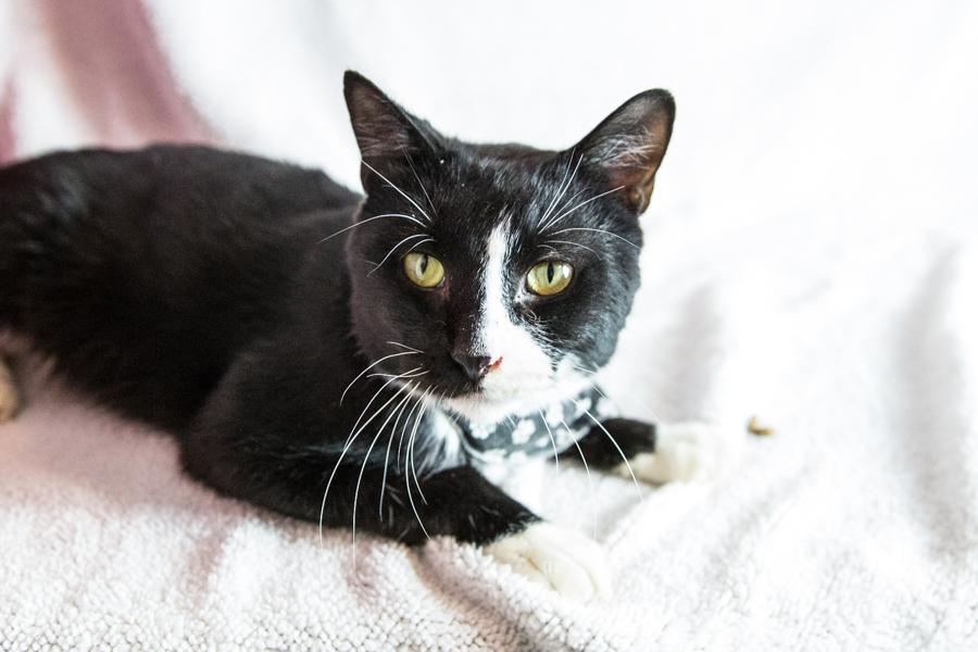 Enlarge Woody, a Adoptable Domestic Short Hair in Wheaton, IL image 2/2