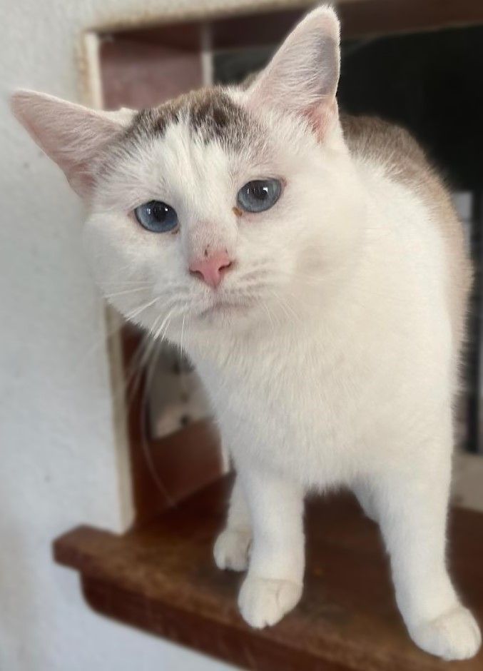 Bubbles & Puff*ADOPTION*PENDING, Adoptable, Adult Female Domestic Short Hair & Siamese.