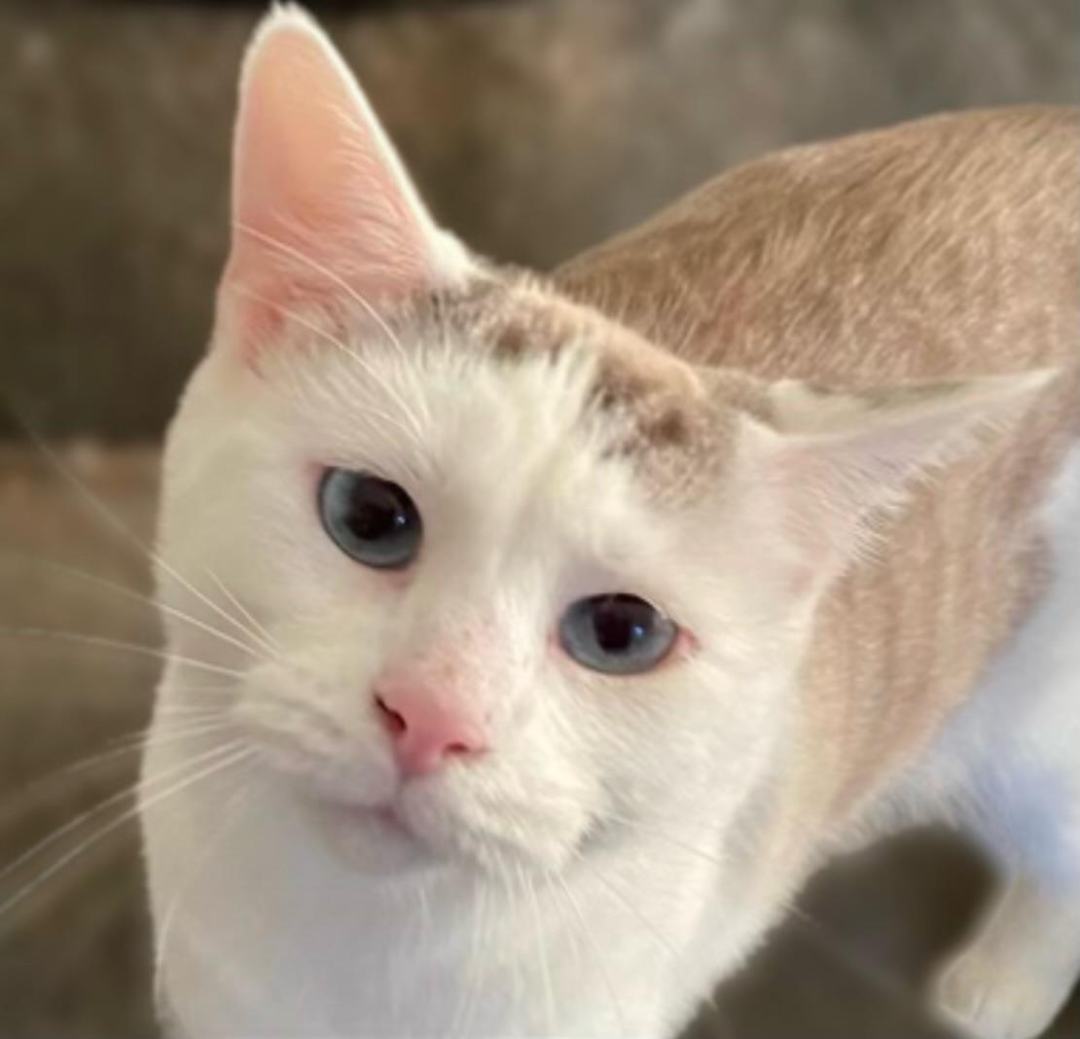 Bubbles & Puff, an adoptable Domestic Short Hair, Siamese in Waverly, IA, 50677 | Photo Image 2