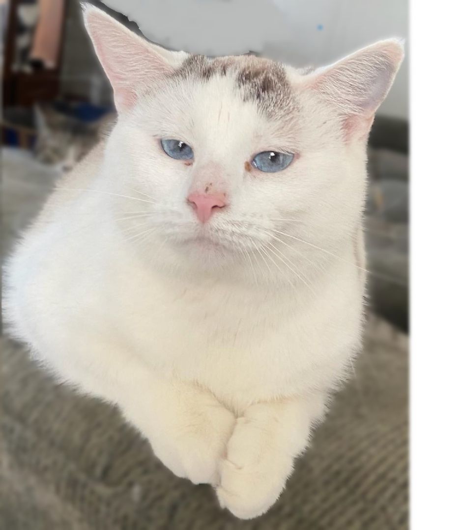 Enlarge Bubbles & Puff*ADOPTION*PENDING, a Adoptable mixed breed in Waverly, IA image 3/6