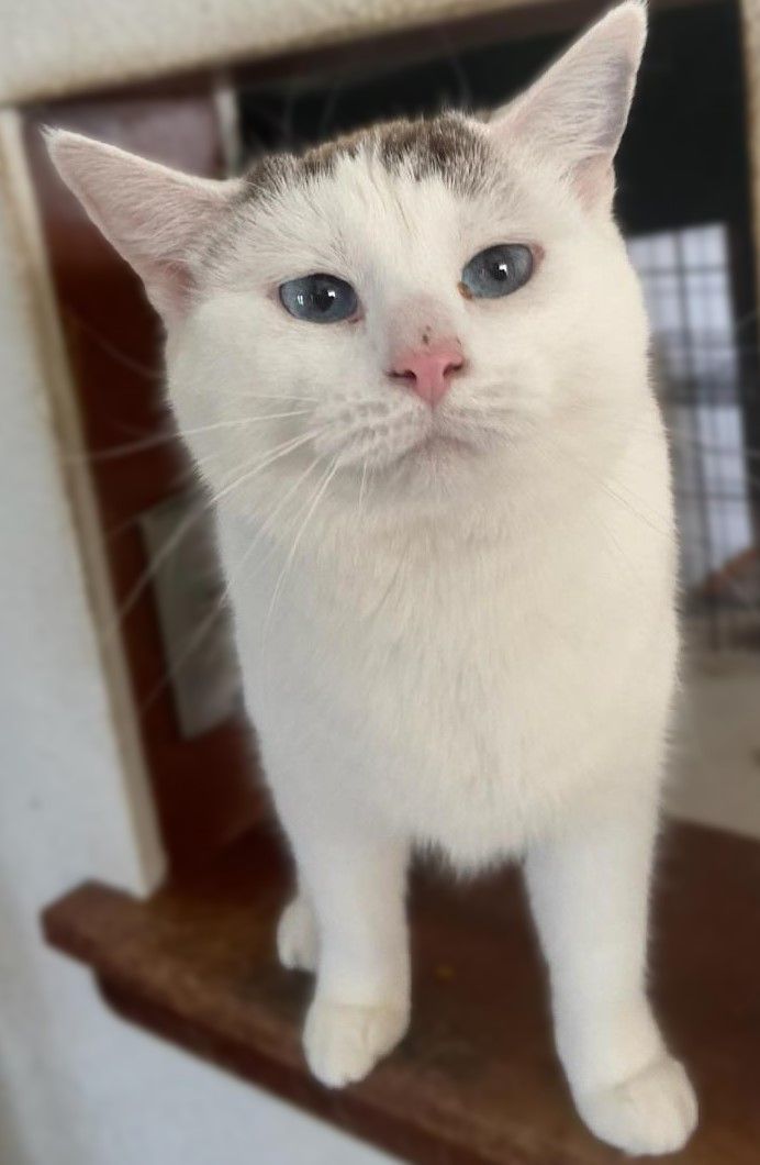 Enlarge Bubbles & Puff*ADOPTION*PENDING, a Adoptable mixed breed in Waverly, IA image 4/6