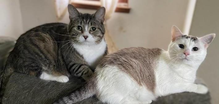 Enlarge Bubbles & Puff*ADOPTION*PENDING, a Adoptable mixed breed in Waverly, IA image 5/6