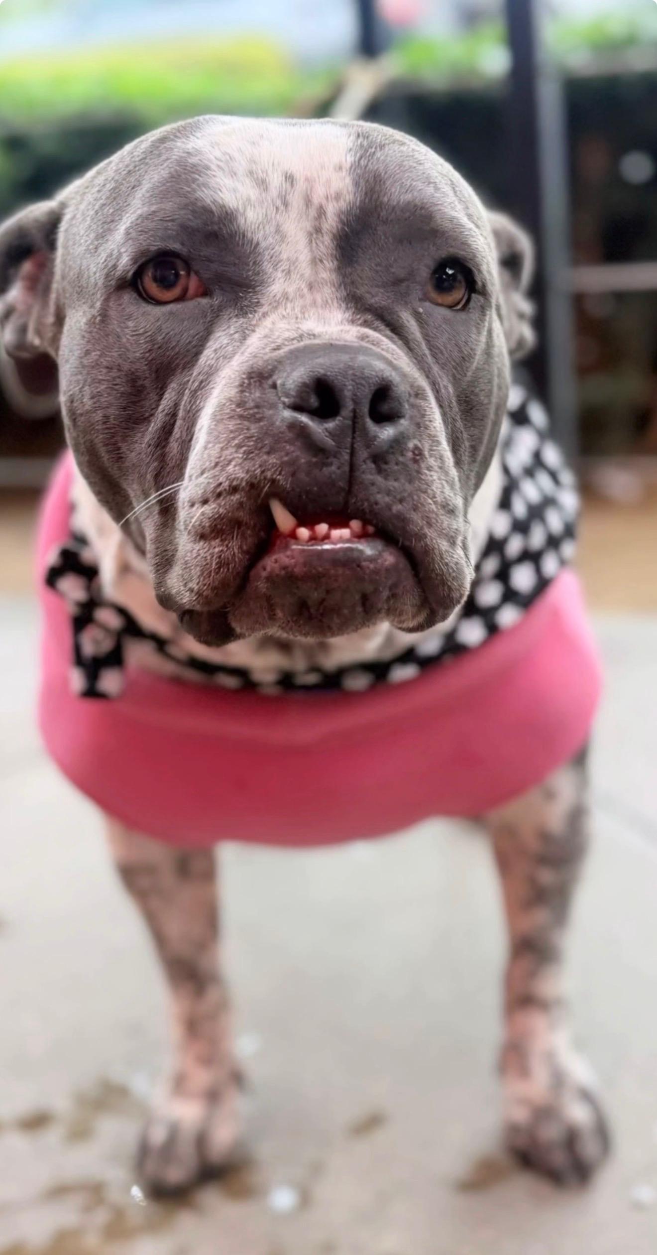 Enlarge Bella , a ADOPTABLE American Staffordshire Terrier in Riverside, CA image 4/4