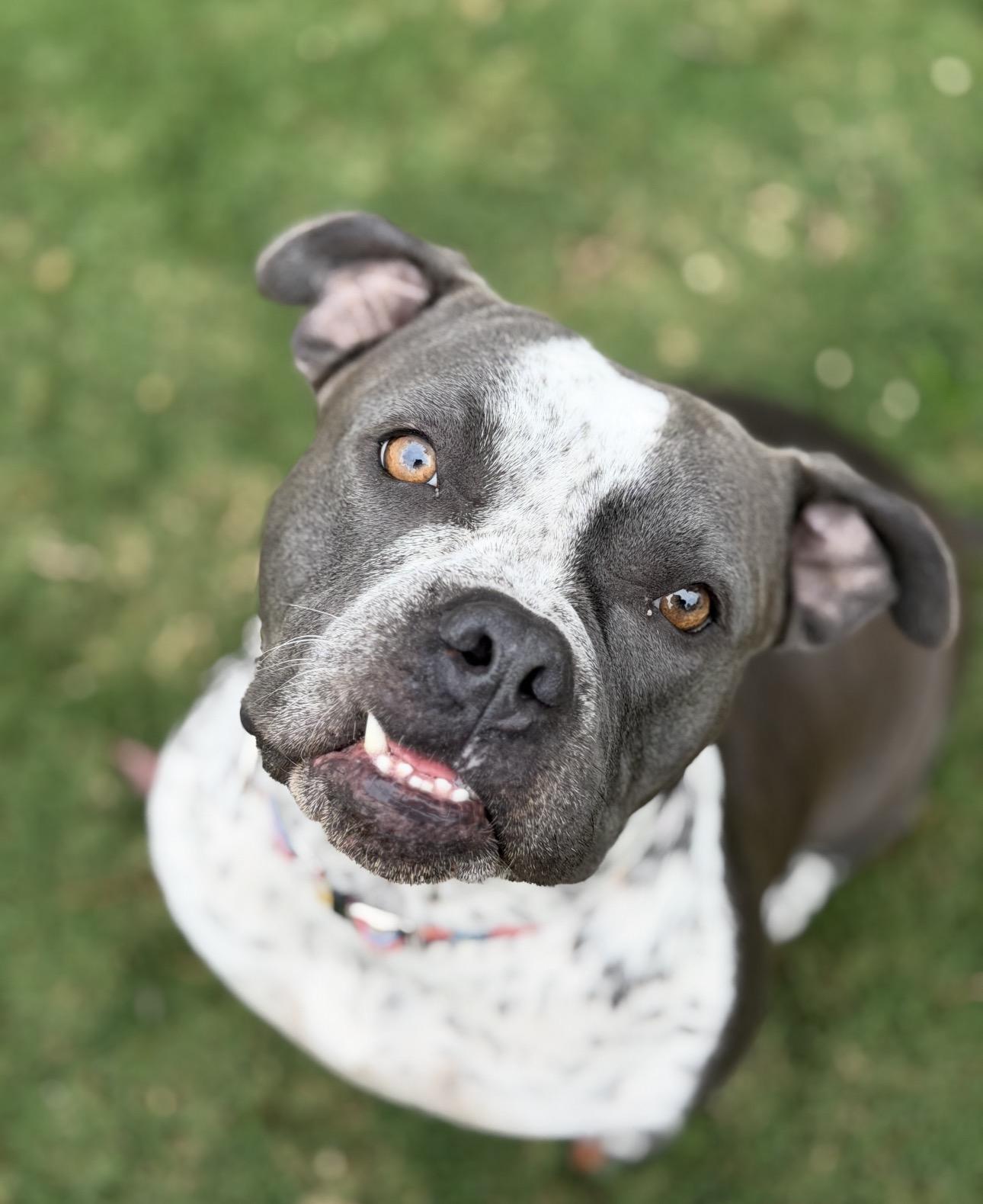 Bella , a ADOPTABLE American Staffordshire Terrier in Riverside, CA image 1/4