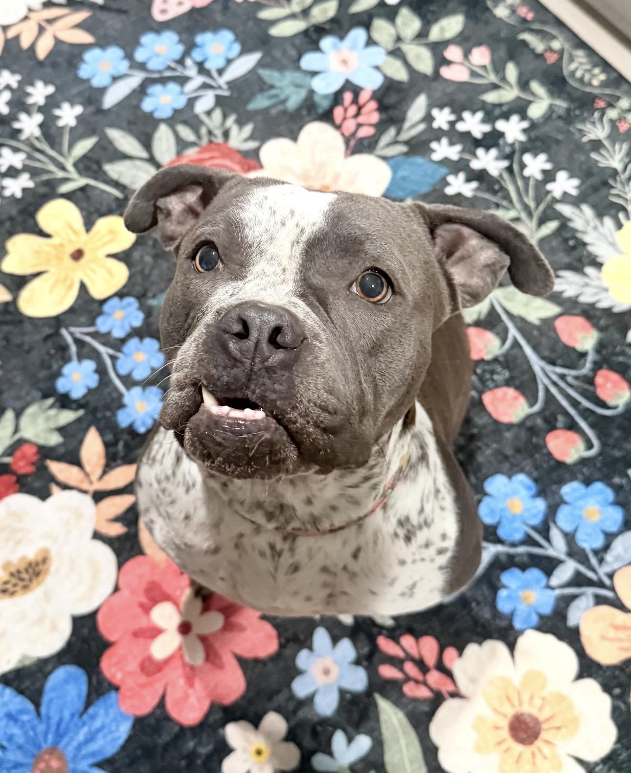 Bella , a ADOPTABLE American Staffordshire Terrier in Riverside, CA image 3/4