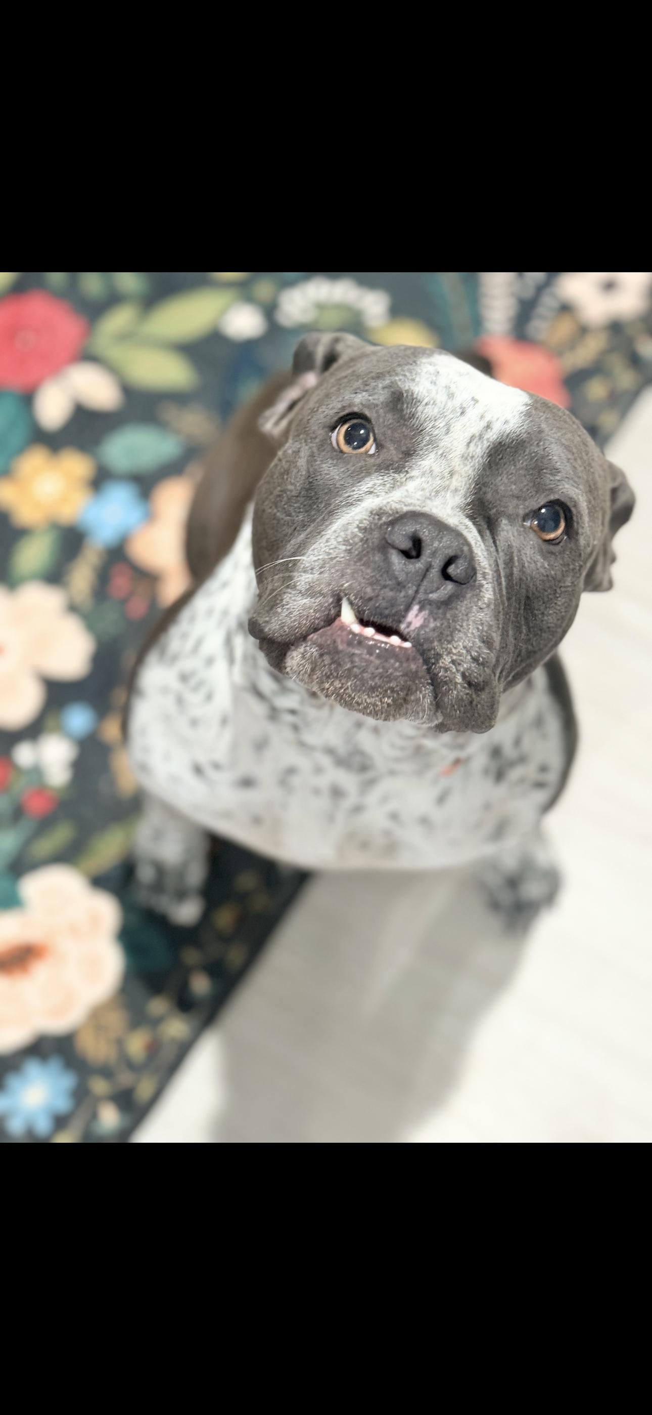 Bella , a ADOPTABLE American Staffordshire Terrier in Riverside, CA image 4/4