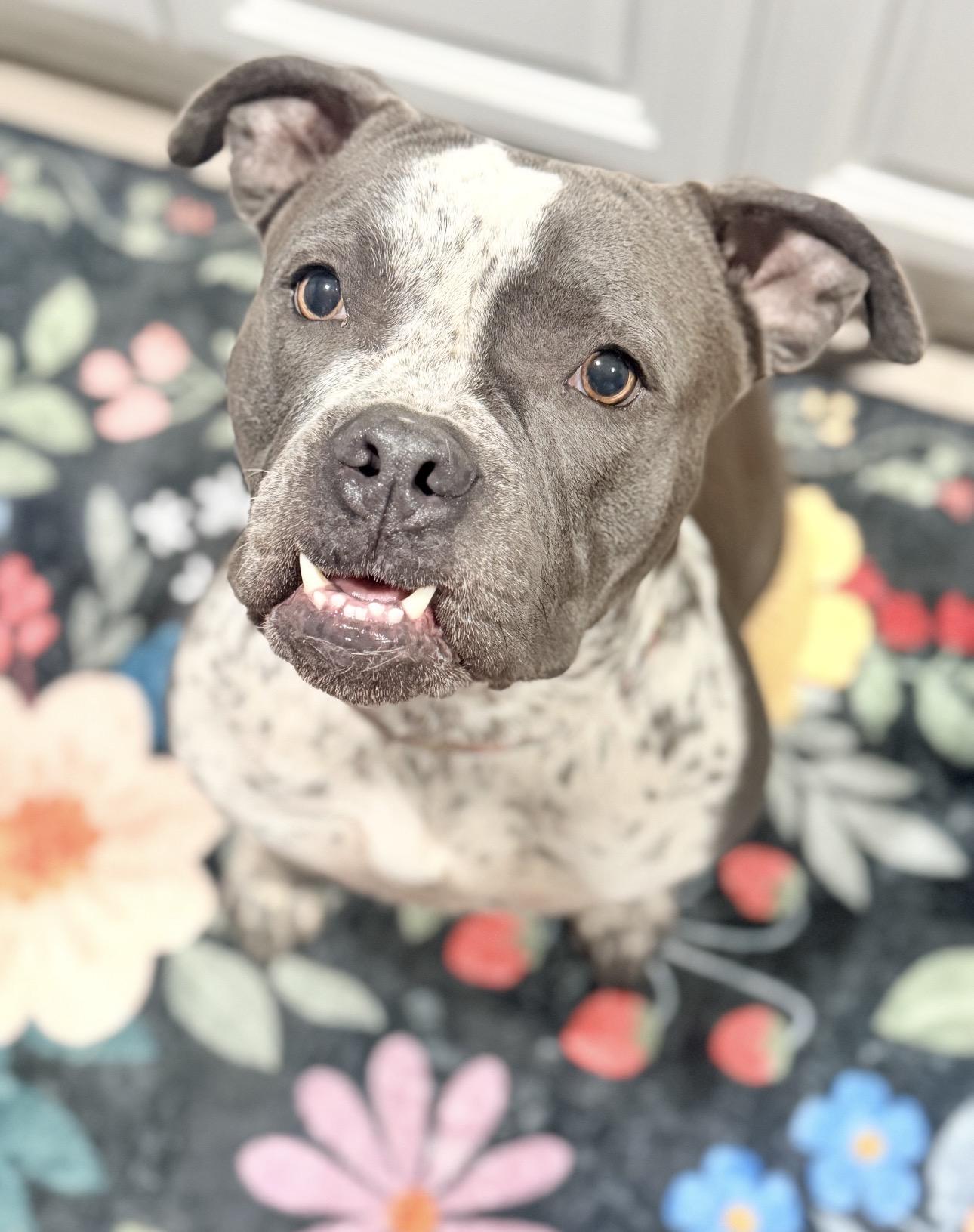 Bella , a ADOPTABLE American Staffordshire Terrier in Riverside, CA image 2/4