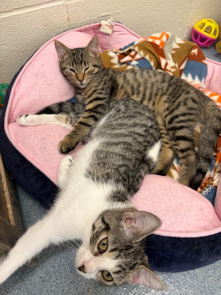 Indigo, Adoptable, Kitten Female Domestic Short Hair.