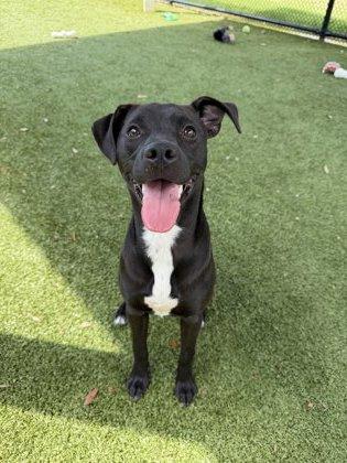 Marcie, Adoptable, Adult Female American Staffordshire Terrier & Pit Bull Terrier.