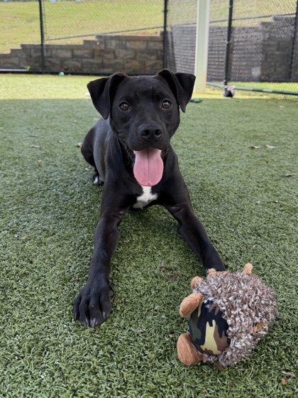 Enlarge Marcie, a Adoptable mixed breed in Daphne, AL image 2/3