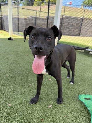 Enlarge Marcie, a Adoptable mixed breed in Daphne, AL image 3/3