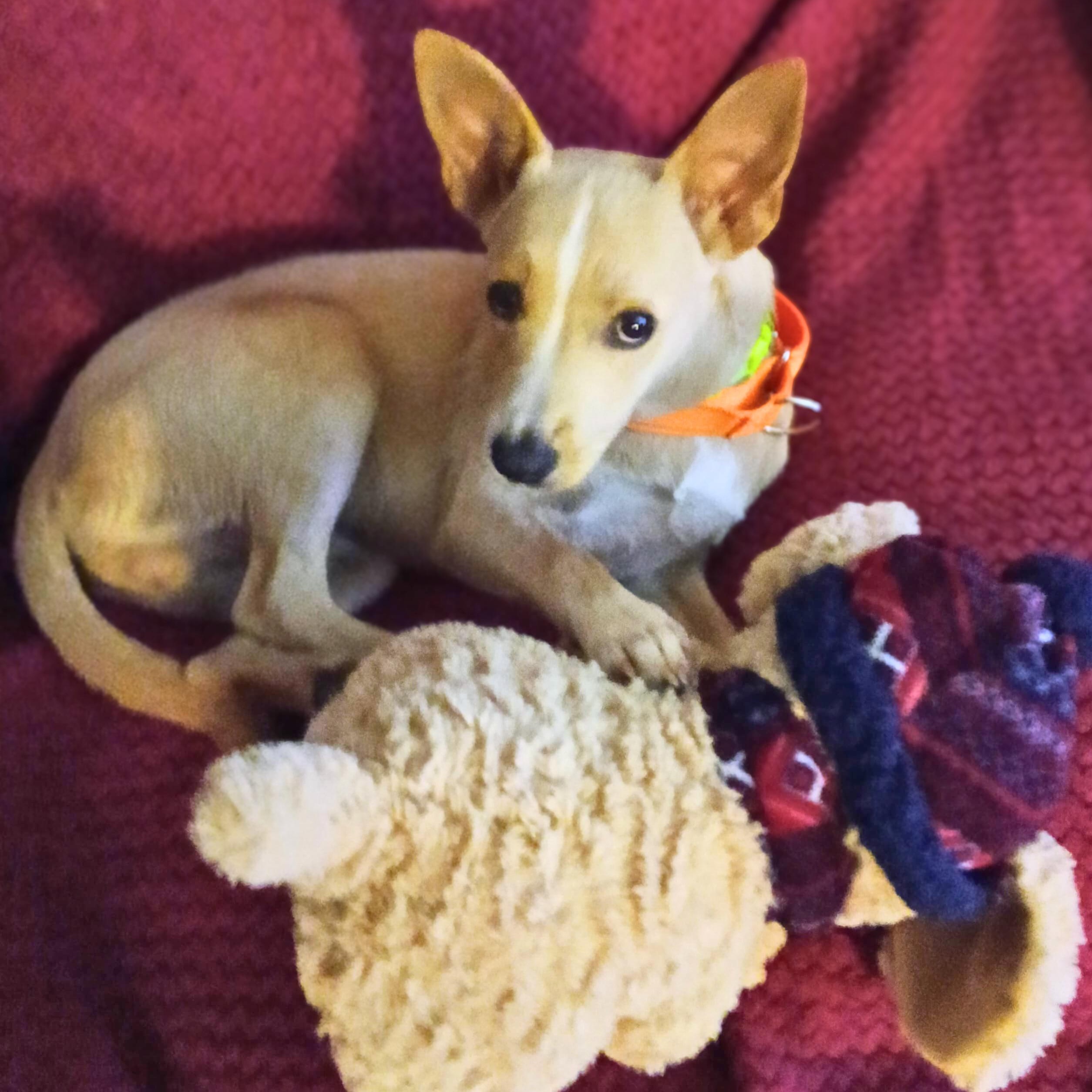 Quesito, a ADOPTABLE mixed breed in Baltimore, MD image 6/6