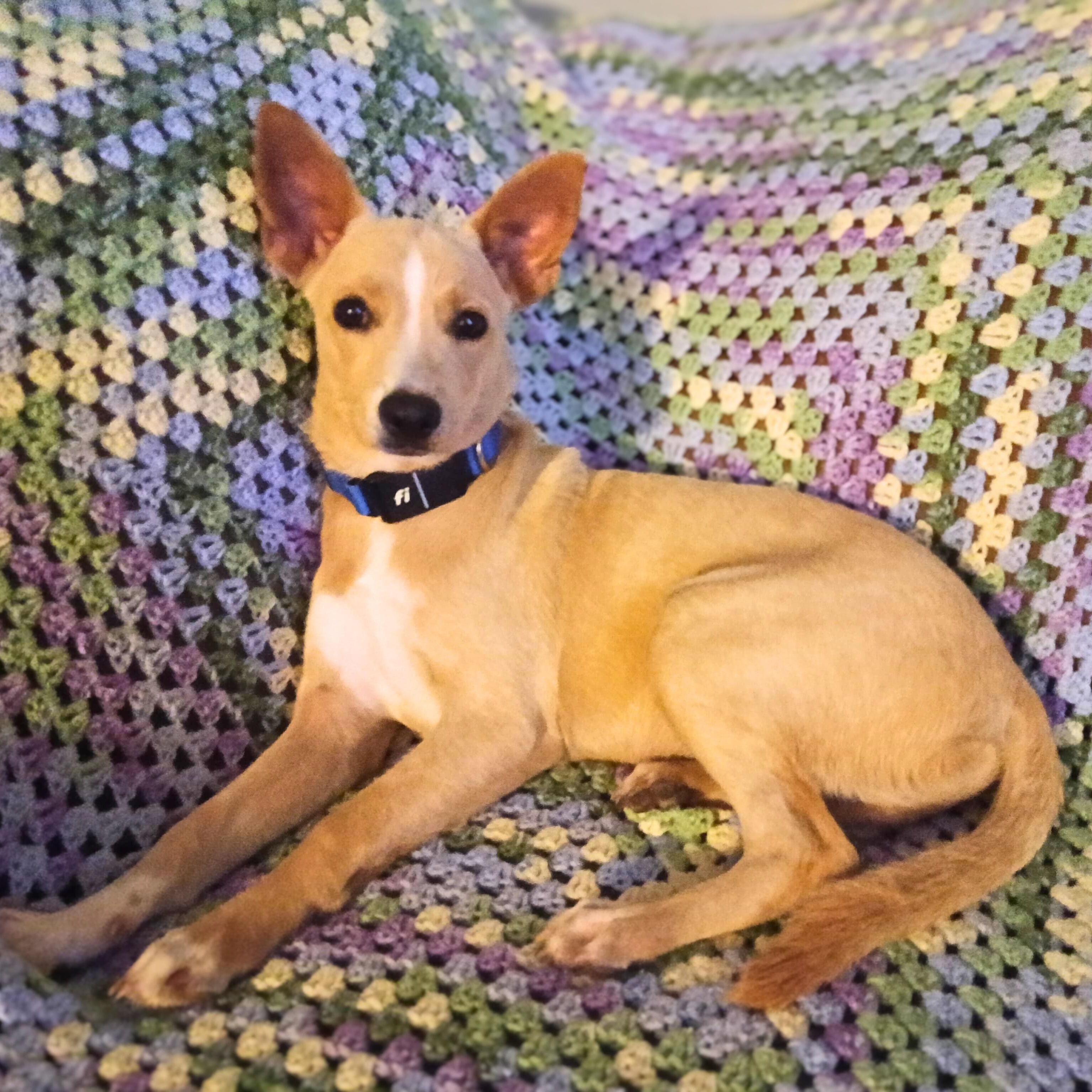 Quesito, a ADOPTABLE mixed breed in Baltimore, MD image 3/6