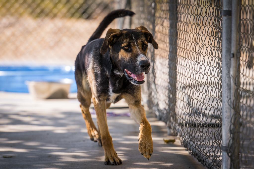 Enlarge Geo, a Adoptable mixed breed in Twentynine Palms, CA image 2/4