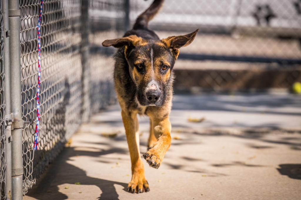Enlarge Geo, a Adoptable mixed breed in Twentynine Palms, CA image 3/4