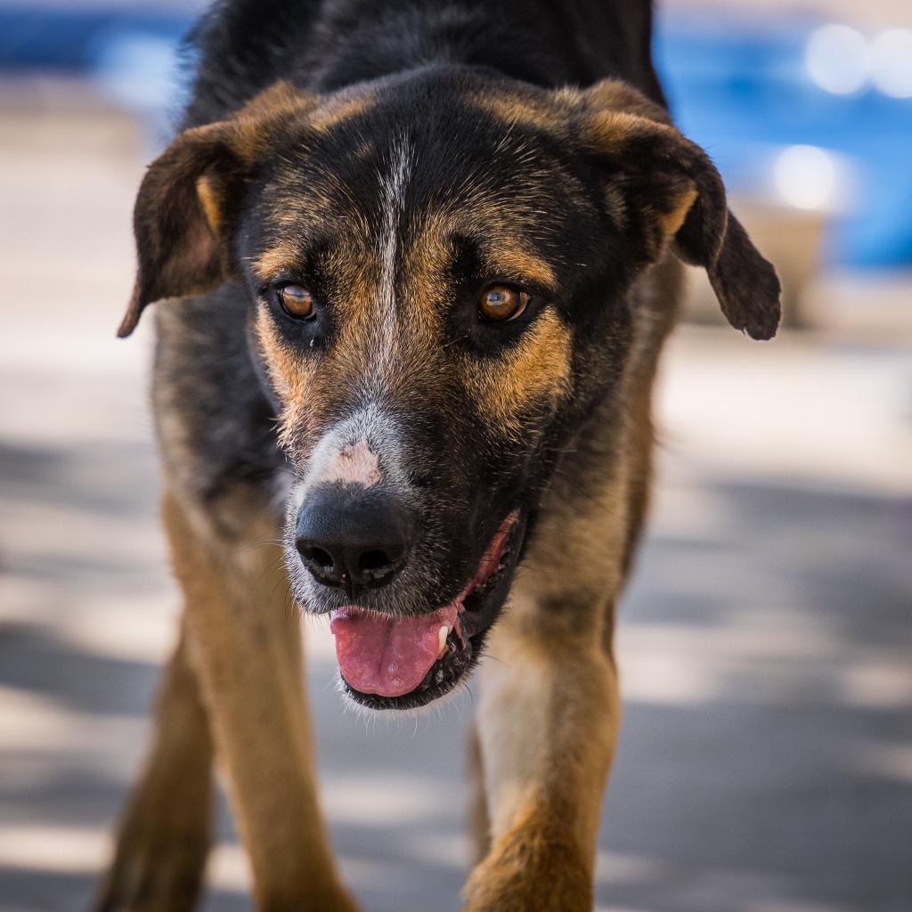 Enlarge Geo, a Adoptable mixed breed in Twentynine Palms, CA image 4/4