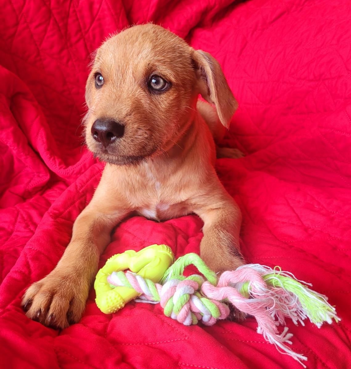 Enlarge Gator, an adoptable mixed breed in Orlando, FL image 1/3