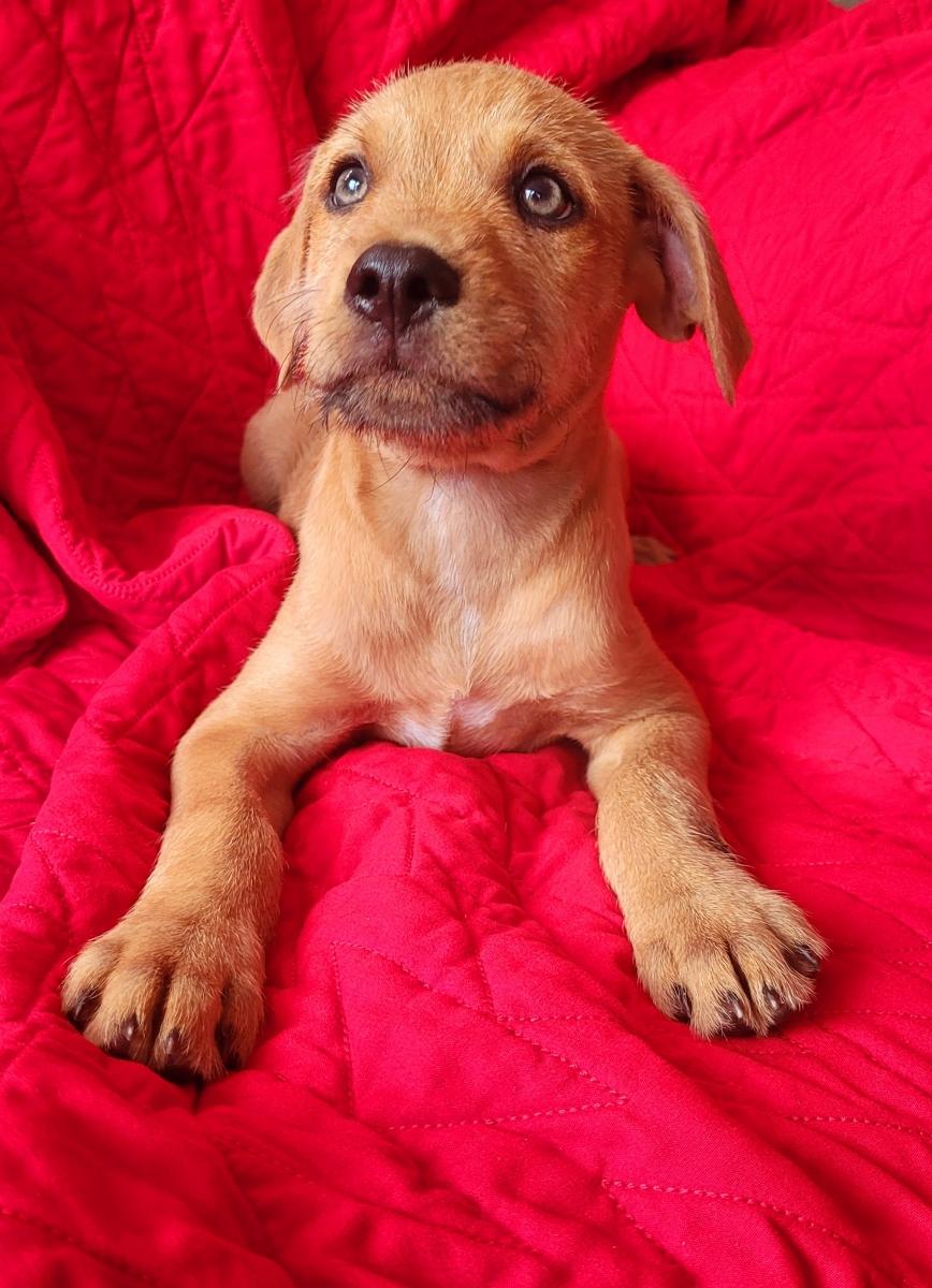 Enlarge Gator, an adoptable mixed breed in Orlando, FL image 2/3