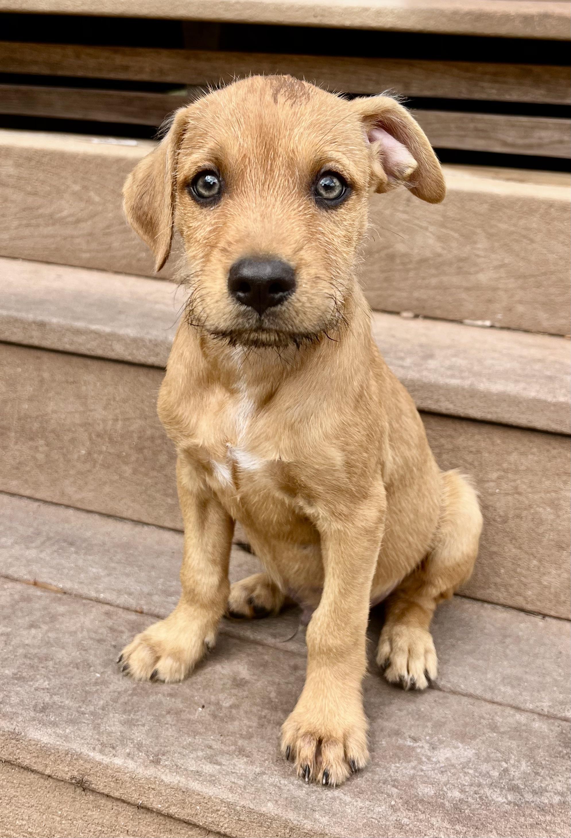 Enlarge Gator, an adopted mixed breed in Orlando, FL image 1/3