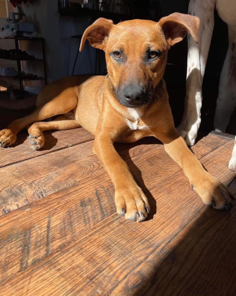 Enlarge Scrappy, a Adoptable mixed breed in St. Francisville, LA image 1/5