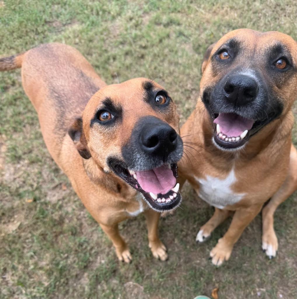 Enlarge Scrappy, a Adoptable mixed breed in St. Francisville, LA image 2/5