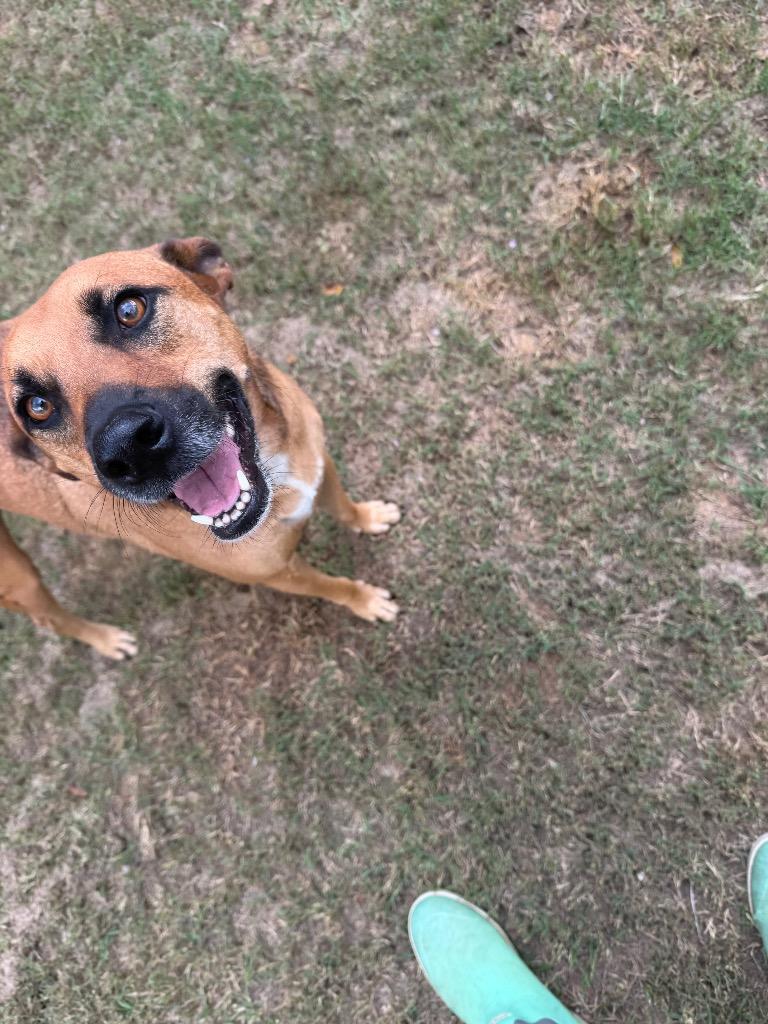 Enlarge Scrappy, a Adoptable mixed breed in St. Francisville, LA image 3/5