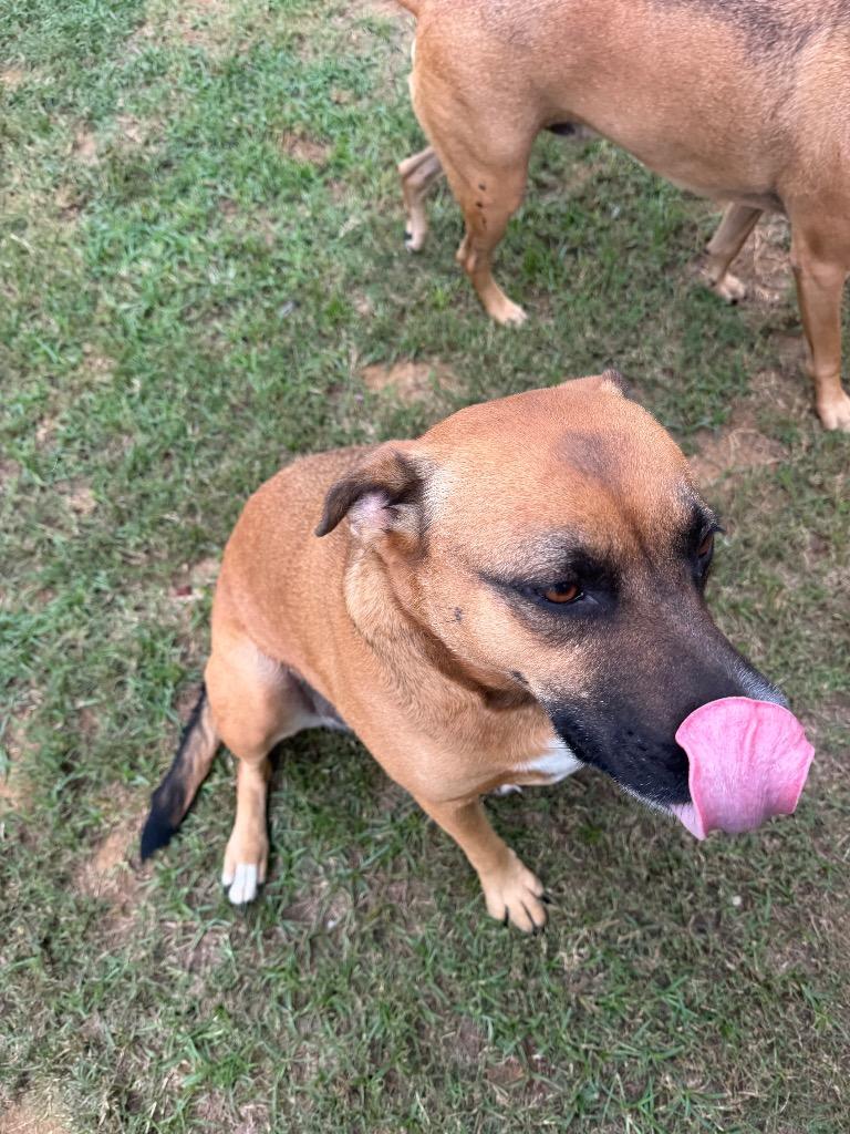 Enlarge Scrappy, a Adoptable mixed breed in St. Francisville, LA image 4/5