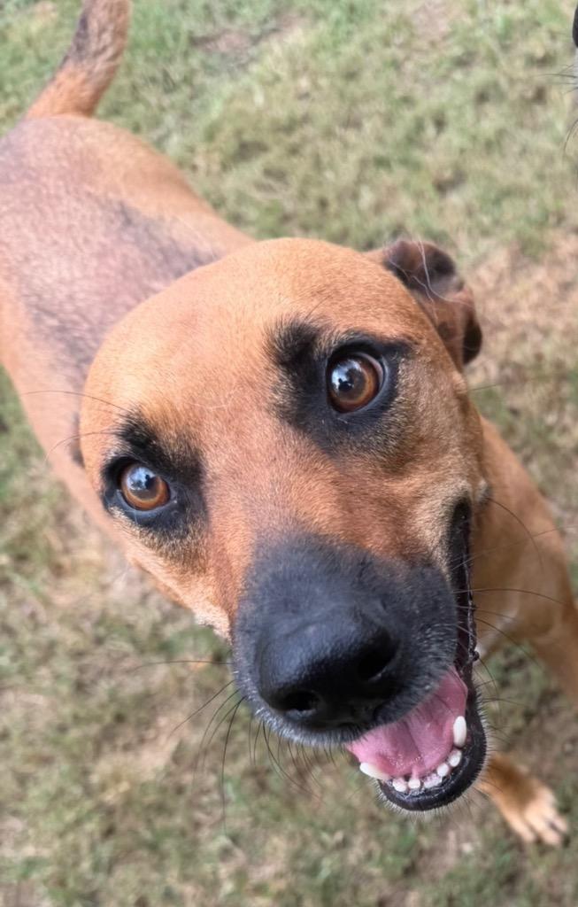 Enlarge Scrappy, a Adoptable mixed breed in St. Francisville, LA image 5/5