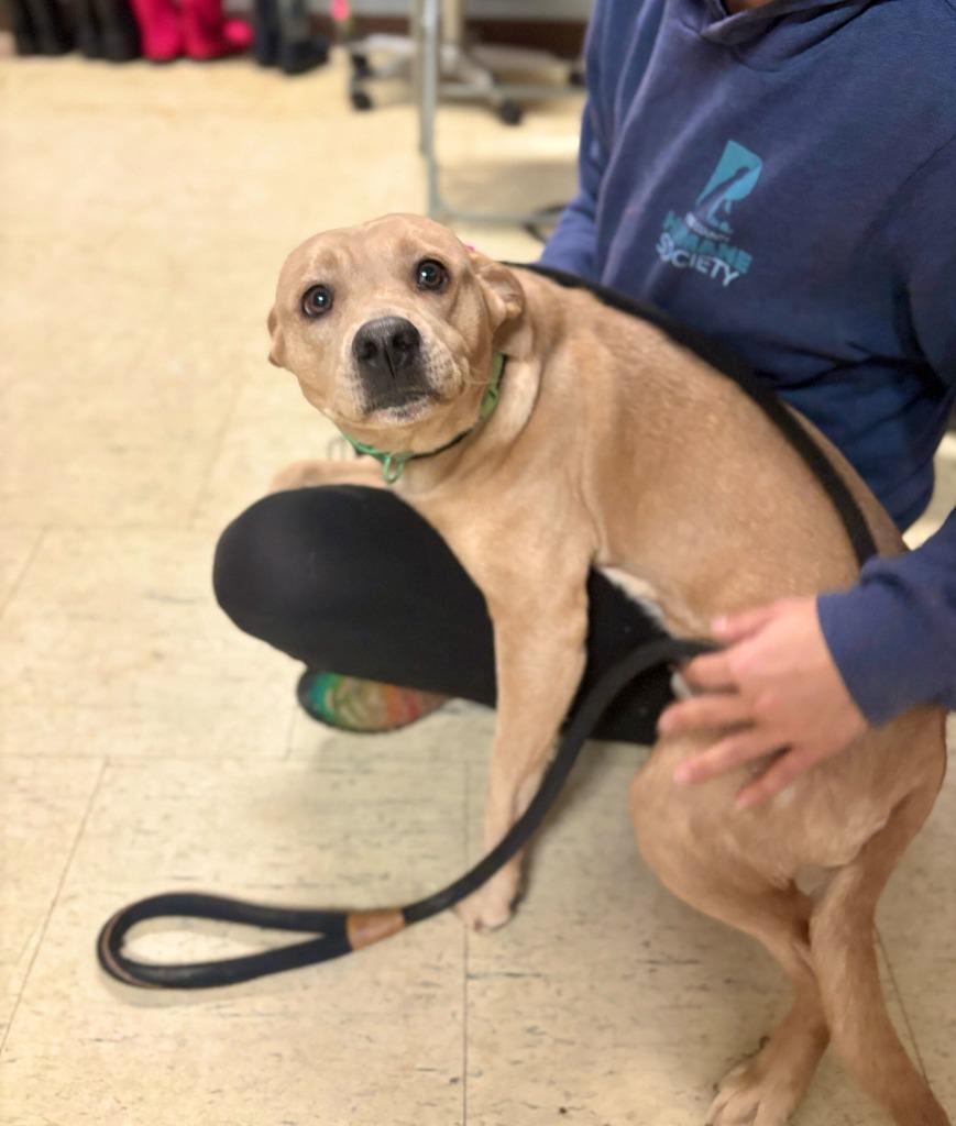 Ainsley, Adoptable, Young Female Beagle & Mixed Breed.